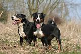 BOUVIER D'APPENZELL 013